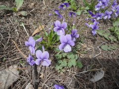 Viola prionantha