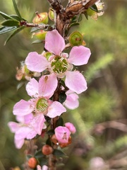 Leptospermum squarrosum