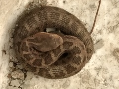 Crotalus ravus