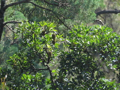 Flindersia australis