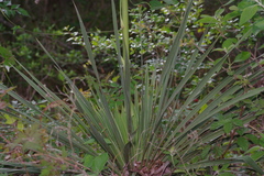 Yucca louisianensis