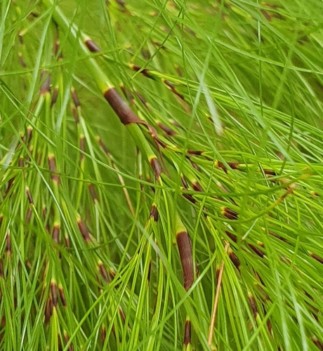 Caustis blakei Kük. ex S.T.Blake