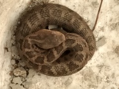 Crotalus ravus