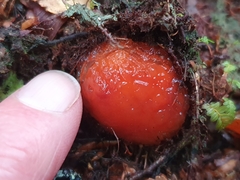 Cortinarius beeverorum