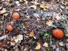 Cortinarius beeverorum