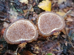 Cortinarius beeverorum