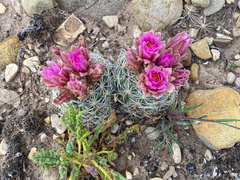 Sclerocactus brevispinus