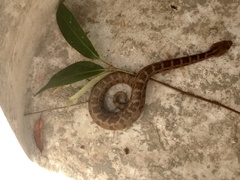 Crotalus ravus