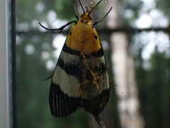Buzara latizona