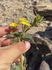 Camissoniopsis confusa