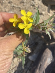 Camissoniopsis confusa