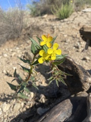 Camissoniopsis confusa