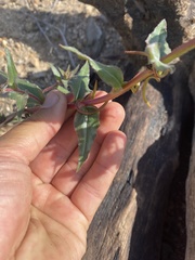 Camissoniopsis confusa