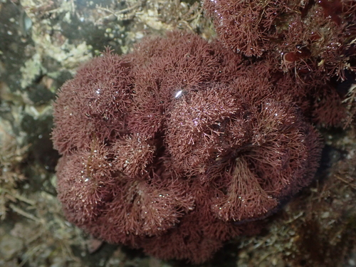 Image of Jania verrucosa by (c) Saryu Mae 前 朝琉, some rights reserved (CC BY)