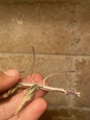 Camissoniopsis confusa