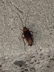 Periplaneta americana