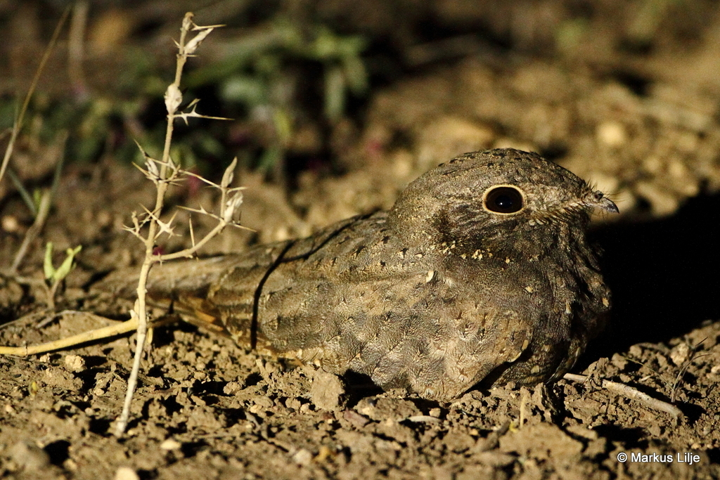 Star-spotted Nightjar photo