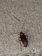 Periplaneta americana