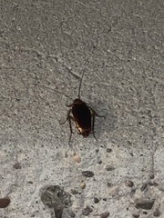 Periplaneta americana