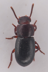 Conibius seriatus