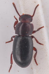 Conibius seriatus