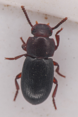Conibius seriatus