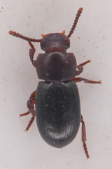 Conibius seriatus