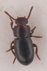 Conibius seriatus