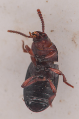 Conibius seriatus
