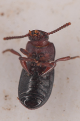 Conibius seriatus