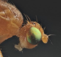 Chyromya