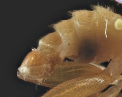 Chyromya