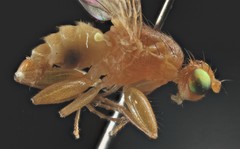 Chyromya