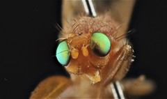 Chyromya