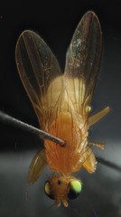 Chyromya