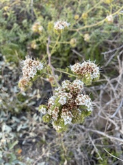 Phacelia ramosissima austrolitoralis