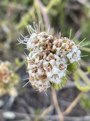 Phacelia ramosissima austrolitoralis