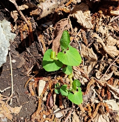 Aristolochia pallida