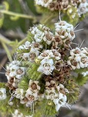 Phacelia ramosissima austrolitoralis