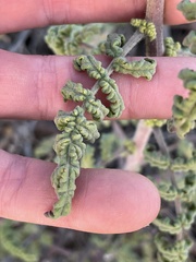 Phacelia ramosissima austrolitoralis