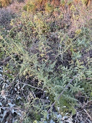Phacelia ramosissima austrolitoralis