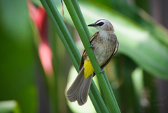 Yellow-Vented Bulbul photo 3