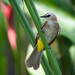 Yellow-vented Bulbul - Photo (c) Sam Hambly, some rights reserved (CC BY-NC), uploaded by Sam Hambly