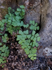 Adiantum shastense