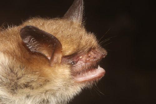 Fringed Myotis (Myotis thysanodes), a species recorded in New Mexico