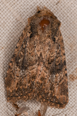 Hexorthodes nipana