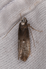 Tinea occidentella