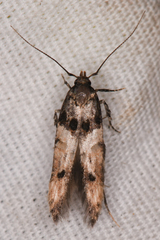 Walshia miscecolorella