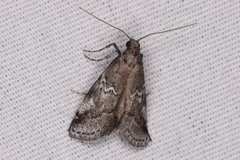 Alpheias transferens