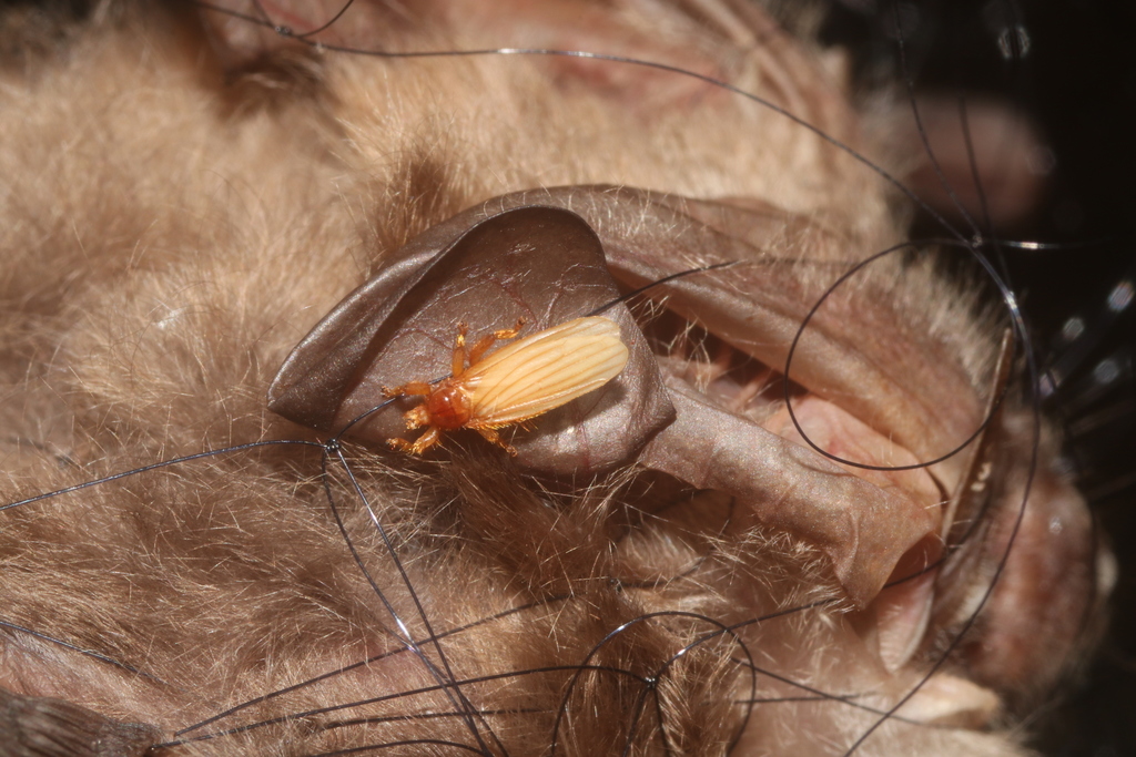 Trichobius corynorhini